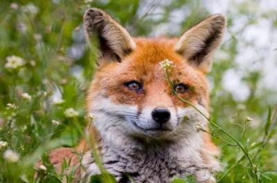 Veszettség elleni felhívás