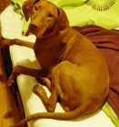 Vizsla Vizsla
