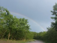 szivárvány a park erdő felett.